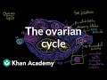 The ovarian cycle | Reproductive system physiology | NCLEX-RN | Khan Academy