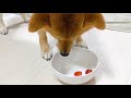 トマトを食べる柴犬