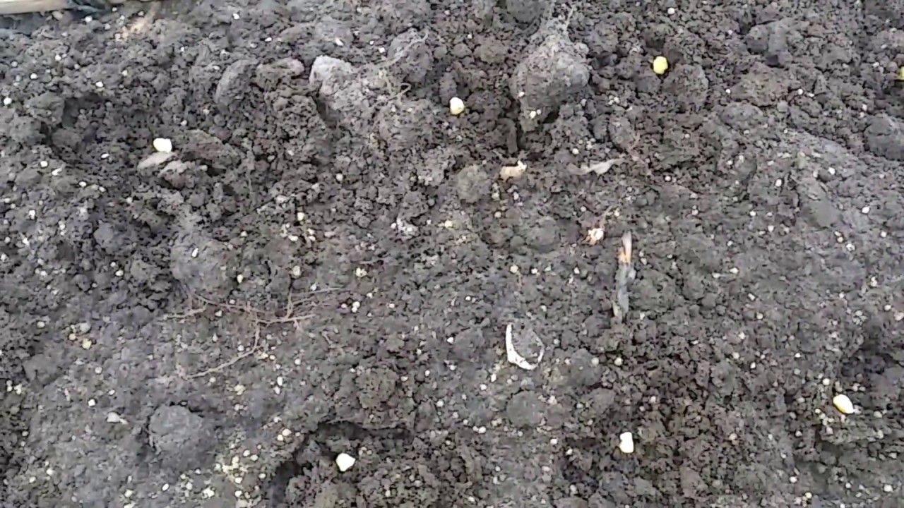 Planting My Peaches and Cream Corn YouTube