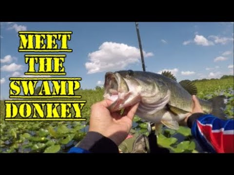 kayak flight BIG BASS - LAKE LAWNE (SWAMP DONKEY Barnett Park)