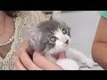 子猫の里親募集 Recruitment of foster parents モカ 猫の譲渡会へ