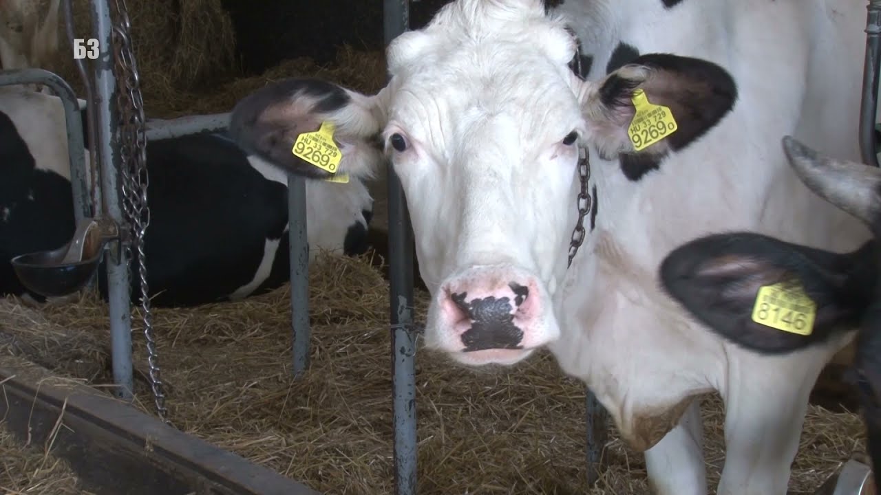 SRAMOTA - koliko se STVARNO isplate krave ? Čačanin sve ULOŽIO U FARMU KRAVA NA KELEBIJI ... ??!