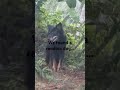 The jungle #music #song #live #news