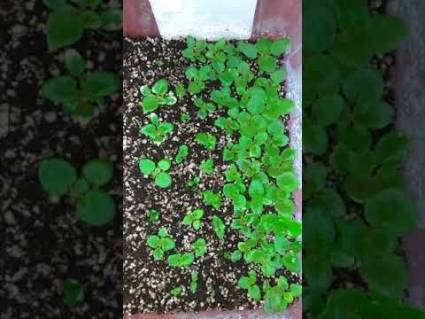 Селекция фиалок часть