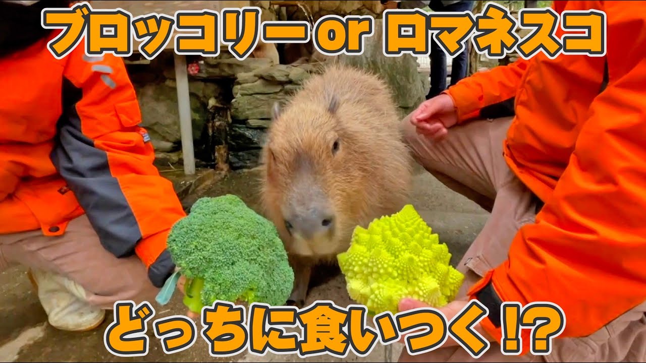 【検証】カピバラは断然〇〇の方が好きでした！！ Capybara eat Broccoli and Romanesco