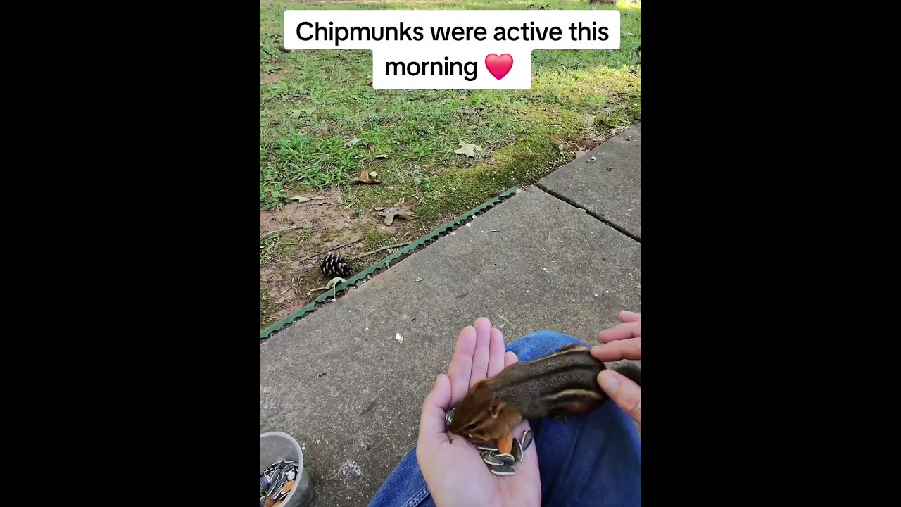 feeding my chipmunk friends ❤️ 