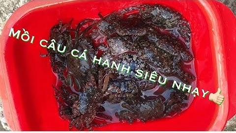 Mồi câu cá Hanh siêu nhạy