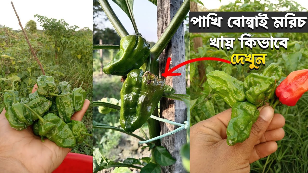 পাখিও বোম্বাই মরিচ খায়, এইটা কেমন কথা😂😱