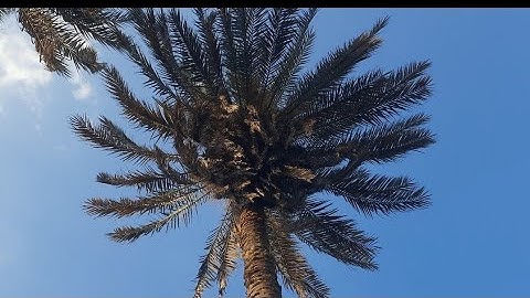 سورة الكهف كاملة في يوم الجمعه لاتنسو كثرة الصلاة علي النبي صلي الله عليه وسلم ❤️ #الكهف #سورة_الكهف