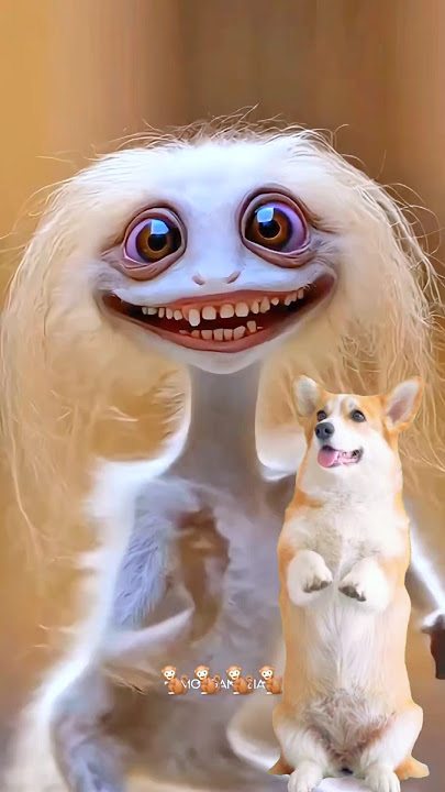 Super Dog and Monkey Dance 🐶🙊 #dogdance #monkey