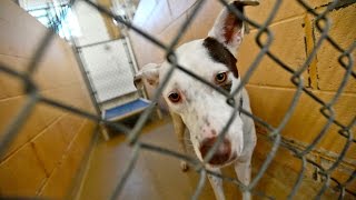 Dogs headed for Texas kill shelter rescued in Watertown NY