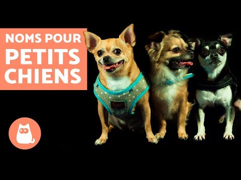 Vidéo: Qu'est-ce qui fait qu'un chien remarque une personne?