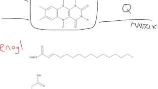 CHEM 407 - Beta Oxidation of Fatty Acids