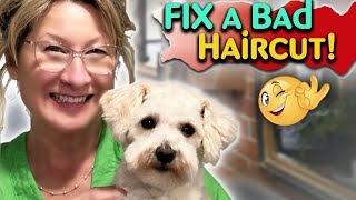 How to FIX a Dogs BAD Haircut