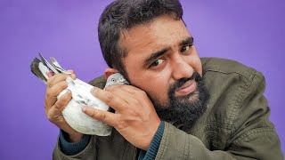 কি কি লক্ষন দেখে বুঝবেন কবুতরের ঠান্ডা লেগেছে?
