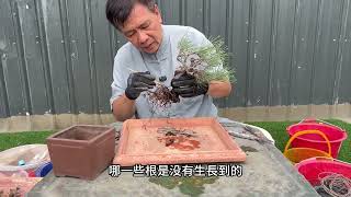 很多人不敢給黑松換土，更別提幫黑松做全換土的動作了，來看看林老師怎麼幫黑松做全換土的工序吧！#林慶祥盆景藝術創作教學#Bonsai