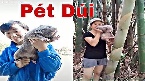 Dúi trung quốc | Dúi mốc đại | Những con dúi siêu to siêu đáng yêu mà ai cũng thích | Chuột Tre 360