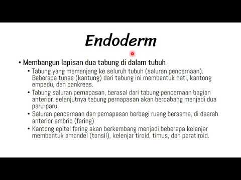 Perkembangan Lapisan Mesoderm Part 1 (Pembentukan awal)