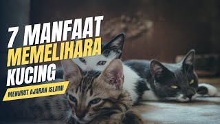 7 Manfaat Memelihara Kucing Menurut Ajaran Islam || Ternyata Kucing yang Membantu Kita di Akhirat