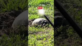 Gopher Turtle Eggs Never seen these before #gophertortoise #turtles #tortoise #tortoises #turtle