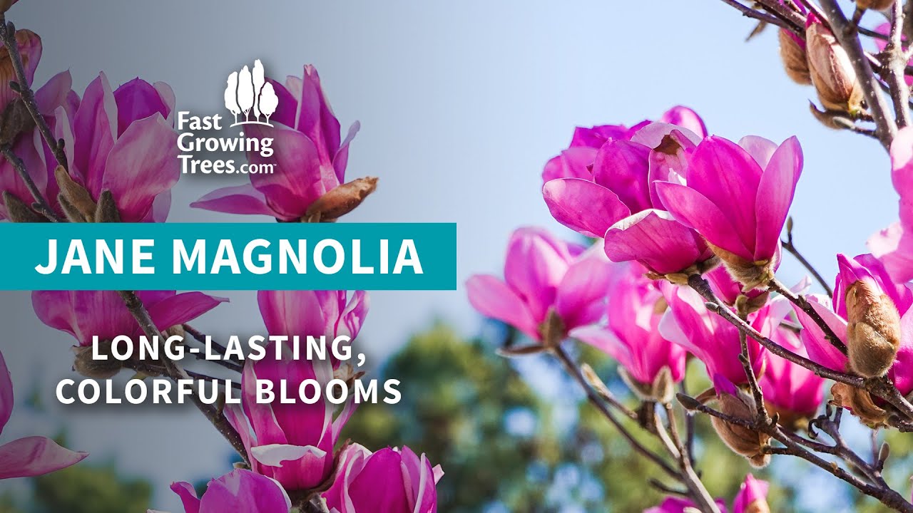 Jane Magnolia | Pink Blooms in Spring & Summer