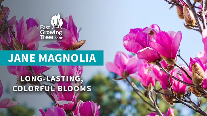 Jane Magnolia | Pink Blooms in Spring & Summer - DayDayNews