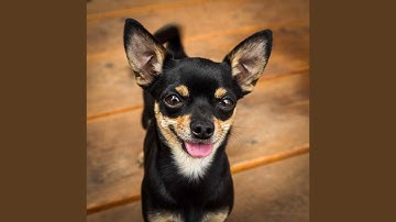 Pulsating Ambience for Dog Magic