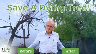 How To Save A Dying Tree! | African Sumac Update