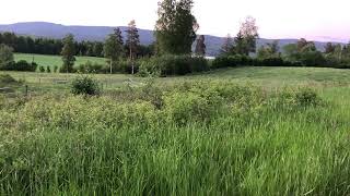 Download Lagu Marsh Warbler singing MP3 Download Lagu Marsh Warbler singing MP3