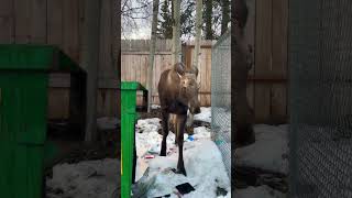 Young Moose in Anchorage, Alaska! #shorts