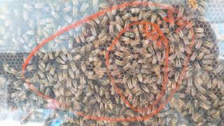 Bees in the House! (Inside of an Observation Hive)