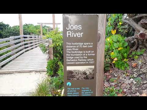 A Walk Along Joes River In St. Joseph Barbados🇧🇧