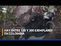 Por primera vez en Colombia, se monitoreó un nido activo de cóndor andino en estado silvestre