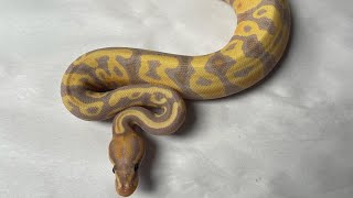 Ball Python 2023 HOLD BACKS!!!