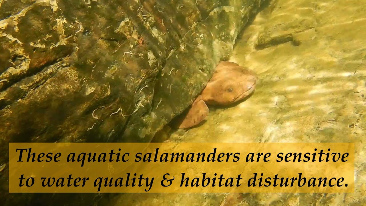 Aquatic Critters of the Monongahela National Forest