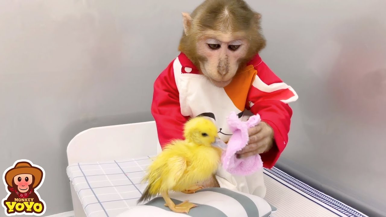 YoYo Jr takes care of ducklings