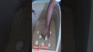 Egg's 🥚 Hatching using bulb 💡!!#bulb se murgi ke bache nikala #shortsvideo #ytshort #viral #shorts