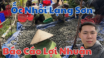Toàn Cảnh Thu Hoạch Ốc Nhồi Vụ 2 Ở Lạng Sơn: Mùa Bội Thu Với Lợi Nhuận Khủng
