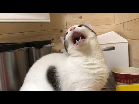 鳴き声で指図する猫