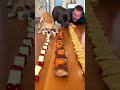 Viral In 1 Second 🚀⚡🐶 #dog #chihuahua #eatingchallenge #funny #pets
