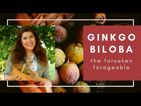 Video: Er ginkgo frugt spiselig – bør du spise ginkgo biloba nødder