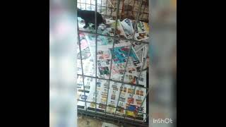 Jeep Red Boy Jocko Meets Eli Bolio Weeks Old Just Showing