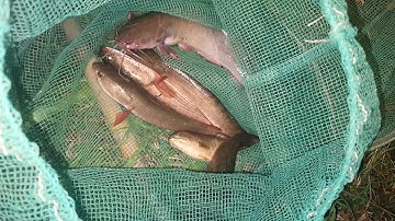 Bẫy rắn ( tập 186 ) trải nghiệm cấm câu cá lốc dính thấy mê luôn # xua hướng # săn bắt #@