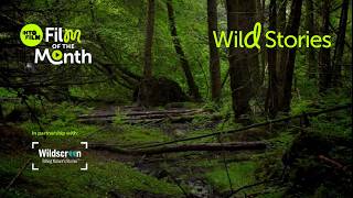 In The Wilderness Wild Stories Competition