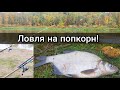 Ловля подлещиков на попкорн. Рыбалка на реке СОЖ.