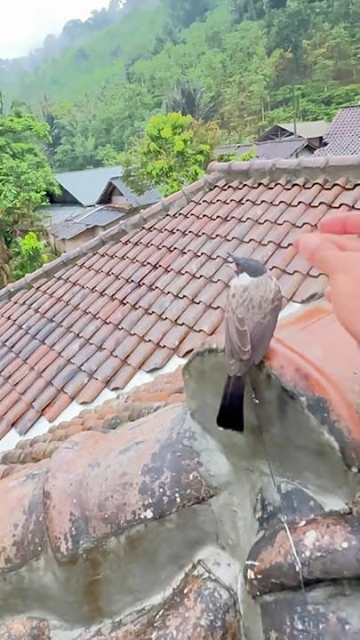 pikat kutilang yg lepas balik lagi #burung #shorts