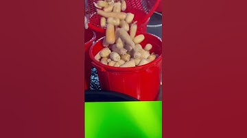 Củ sen hữu cơ sạch được ngâm rửa vớt ra trước khi làm tinh bột ở Việt Nam như nào? P6 #Củ_sen