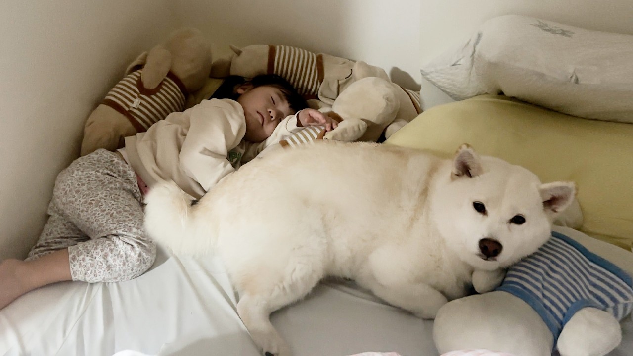 혼자서 육아하는 주인을 도와주는 강아지...!