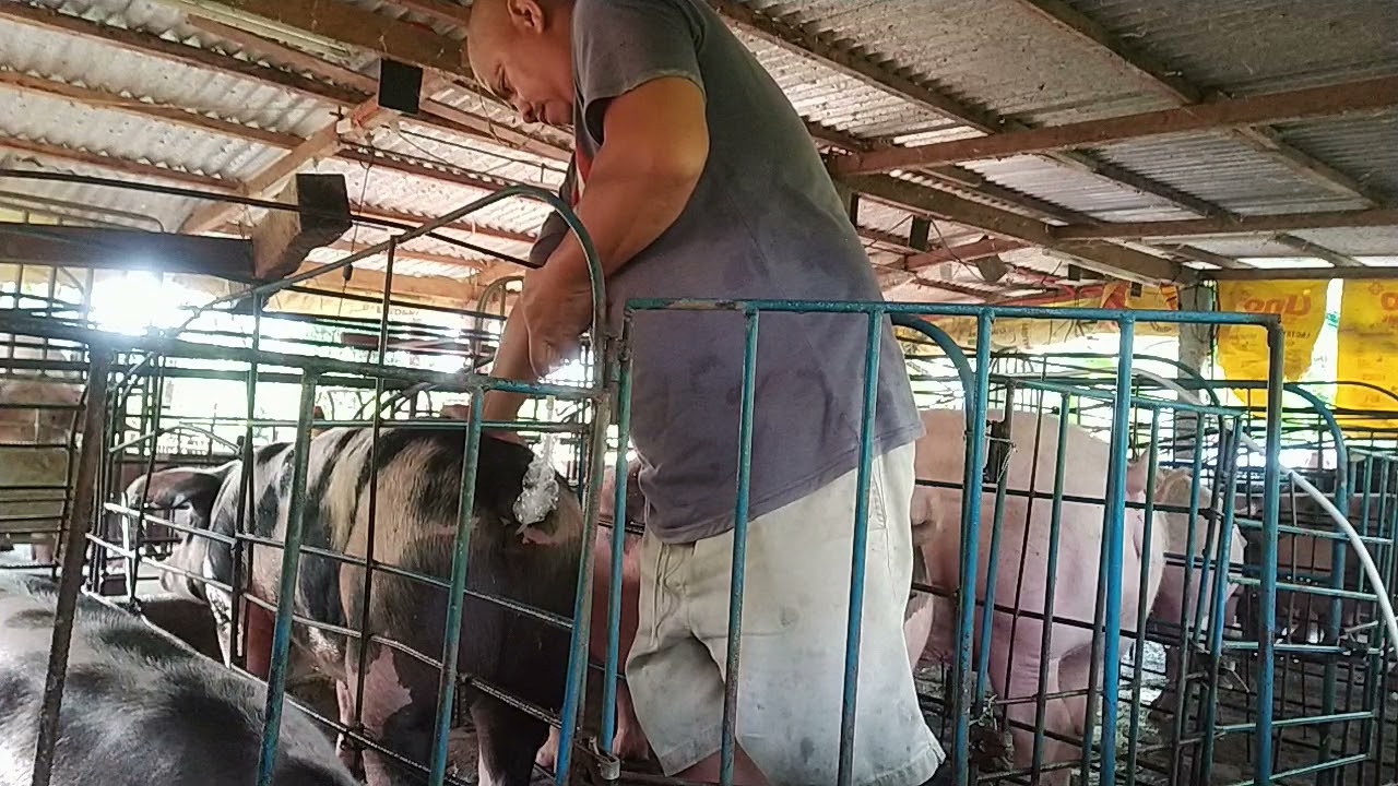 Artificial insemination, Semen From David Swine A.I. Center Inc.