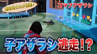 消毒したい飼育員 vs 逃げたいアザラシ